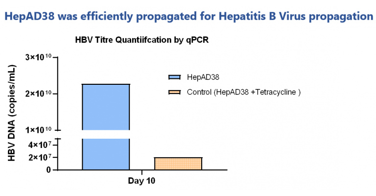 Quantification of precipitated virus