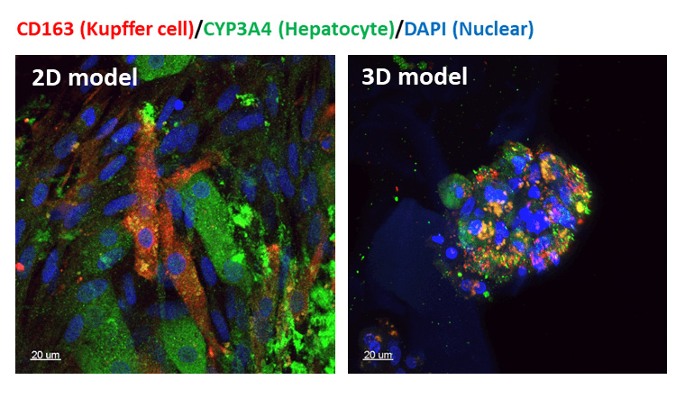 Confocal images of our hepatocyte-Kupffer co-culture, with Kupffer cells in red, Hepatocytes in green, and nucleus in blue.