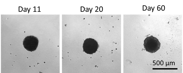 Hepatocyte viability