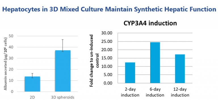 Hepatocytes in 3D Mixed Culture