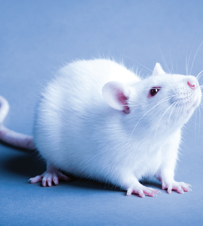 Invitrocue - Preclinical Services